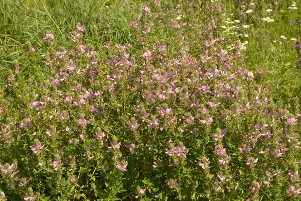 Ononis Arvensis Kvete Louce Pole Restharrow Ononis Arvensis Zahradě Včela — Stock fotografie