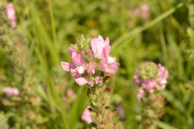 Ononis arvensis çayırda çiçek açar. Resthok alanı, Ononis arvensis bahçede. Ononis arvensis çiçeğinin üzerindeki arı. Bahçede tıbbi bitkilerin yetiştirilmesi