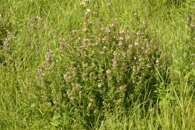 Ononis arvensis çayırda çiçek açar. Resthok alanı, Ononis arvensis bahçede. Ononis arvensis çiçeğinin üzerindeki arı. Bahçede tıbbi bitkilerin yetiştirilmesi