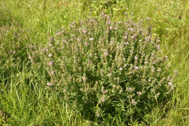 Ononis arvensis çayırda çiçek açar. Resthok alanı, Ononis arvensis bahçede. Ononis arvensis çiçeğinin üzerindeki arı. Bahçede tıbbi bitkilerin yetiştirilmesi