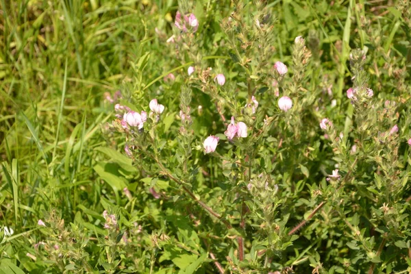 Ononis Arvensis Floresce Prado Restharrow Campo Ononis Arvensis Jardim Abelha — Fotografia de Stock