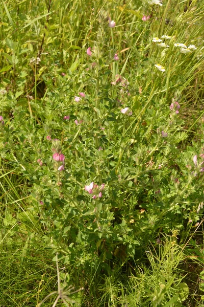 Ononis Arvensis Florece Prado Field Restharrow Ononis Arvensis Jardín Bee —  Fotos de Stock