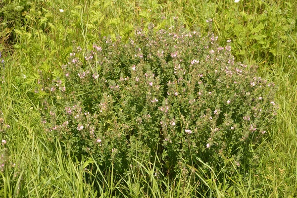 Ononis Arvensis Florece Prado Field Restharrow Ononis Arvensis Jardín Bee — Foto de Stock