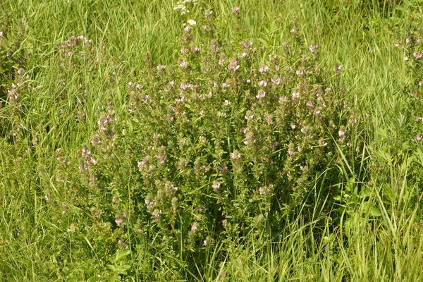 Ononis Arvensis Fiorisce Nel Prato Campo Restharrow Ononis Arvensis Giardino — Foto Stock