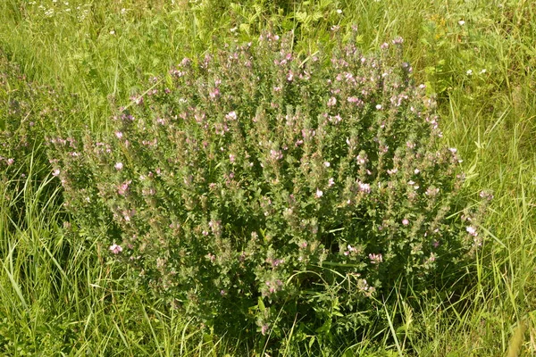 Ononis Arvensis Blüht Auf Der Wiese Felddistel Ononis Arvensis Garten — Stockfoto