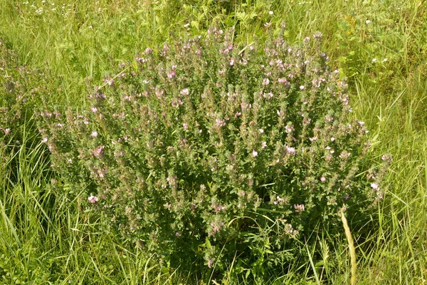 Ononis arvensis çayırda çiçek açar. Resthok alanı, Ononis arvensis bahçede. Ononis arvensis çiçeğinin üzerindeki arı. Bahçede tıbbi bitkilerin yetiştirilmesi