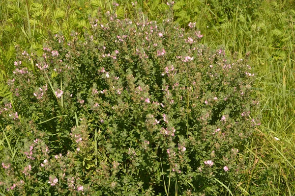 Ononis Arvensis Kvete Louce Pole Restharrow Ononis Arvensis Zahradě Včela — Stock fotografie