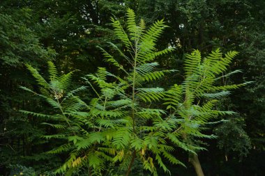 Green leaves and red inflorescences of the seeds of sumac deer or sumac fluffy or vinegar tree (lat. Rhus typhina). clipart