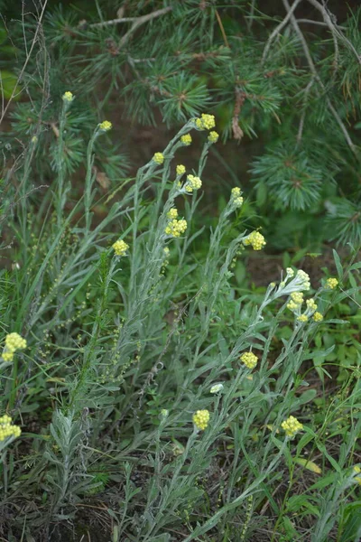 Helichrysumアリウム植物 フィールドの浅い深さ — ストック写真