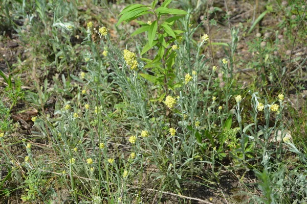 Helichrysum Arenyum Bitkileri Sığ Alan Derinliği — Stok fotoğraf