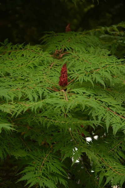 スマック鹿の種の緑の葉と赤い花序またはスマックふわふわまたは酢の木 フラット チピナ — ストック写真