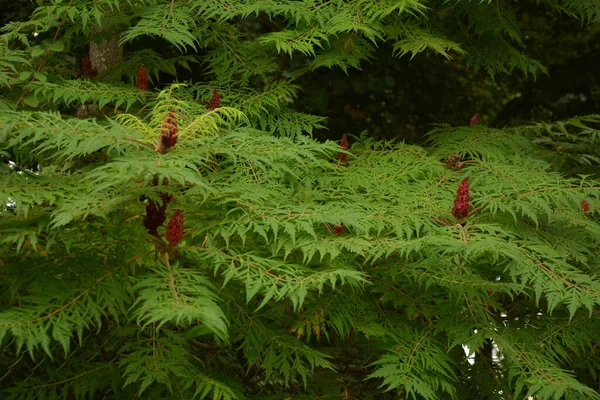 Groene Bladeren Rode Bloeiwijzen Van Zaden Van Sumac Herten Sumac — Stockfoto