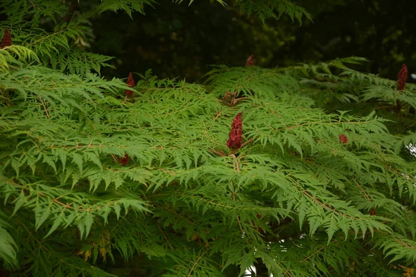 Hojas Verdes Inflorescencias Rojas Las Semillas Ciervo Sumac Esponjoso Árbol — Foto de Stock