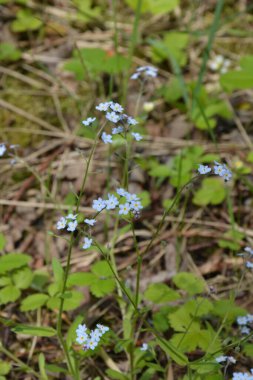 Çiçeklenme Myosotis sylvatica. Aynı çiçeklerin arka planına karşı Blooming Myosotis, yakın çekim, alan sığ bir derinlik ile vuruldu