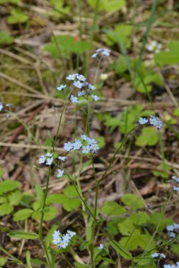 Çiçeklenme Myosotis sylvatica. Aynı çiçeklerin arka planına karşı Blooming Myosotis, yakın çekim, alan sığ bir derinlik ile vuruldu