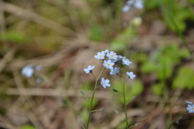Çiçeklenme Myosotis sylvatica. Aynı çiçeklerin arka planına karşı Blooming Myosotis, yakın çekim, alan sığ bir derinlik ile vuruldu