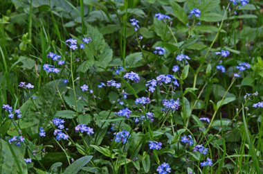Çiçeklenme Myosotis sylvatica. Aynı çiçeklerin arka planına karşı Blooming Myosotis, yakın çekim, alan sığ bir derinlik ile vuruldu