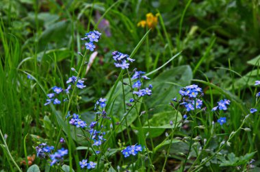 Çiçeklenme Myosotis sylvatica. Aynı çiçeklerin arka planına karşı Blooming Myosotis, yakın çekim, alan sığ bir derinlik ile vuruldu