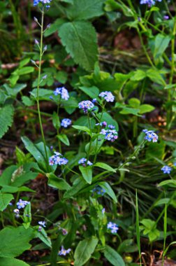 Çiçeklenme Myosotis sylvatica. Aynı çiçeklerin arka planına karşı Blooming Myosotis, yakın çekim, alan sığ bir derinlik ile vuruldu