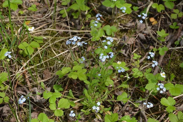 Virágzó Myosotis Sylvatica Virágzó Myosotis Háttérben Azonos Virágok Közelről Shot — Stock Fotó