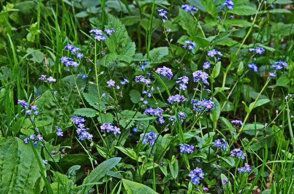 Virágzó Myosotis Sylvatica Virágzó Myosotis Háttérben Azonos Virágok Közelről Shot — Stock Fotó