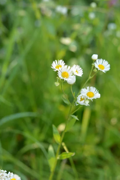 아름다운 제론아니 정원을 합니다 Erigeron Annuus Subsp 스트리고 여름에 — 스톡 사진