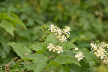 Clematis veya Clematis vitalba 'nın beyaz çiçekleri çalılıklarda yetişir. Clematis vitalba dalları, dalları ve kokulu beyaz çiçekleri olan tırmanan bir çalılıktır..