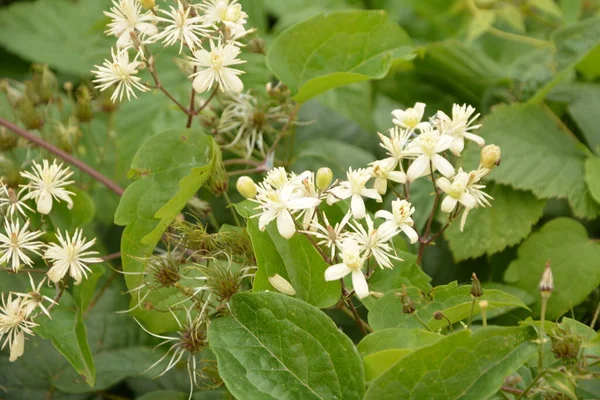 Fleurs Blanches Clematis Clematis Vitalba Sur Buisson Clematis Vitalba Est — Photo