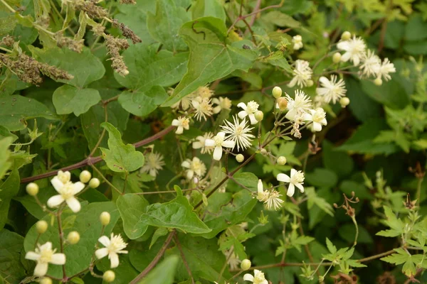 Bílé Květy Clematis Nebo Clematis Vitalba Keří Clematis Vitalba Horolezecký — Stock fotografie