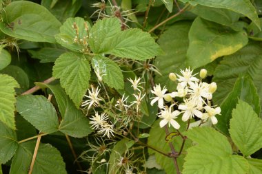 Clematis veya Clematis vitalba 'nın beyaz çiçekleri çalılıklarda yetişir. Clematis vitalba dalları, dalları ve kokulu beyaz çiçekleri olan tırmanan bir çalılıktır..