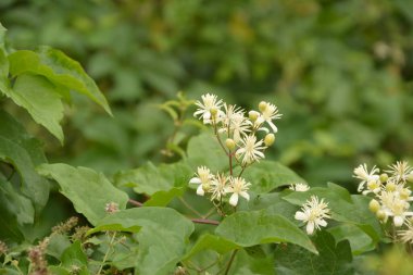 Clematis veya Clematis vitalba 'nın beyaz çiçekleri çalılıklarda yetişir. Clematis vitalba dalları, dalları ve kokulu beyaz çiçekleri olan tırmanan bir çalılıktır..
