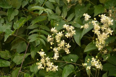 Clematis veya Clematis vitalba 'nın beyaz çiçekleri çalılıklarda yetişir. Clematis vitalba dalları, dalları ve kokulu beyaz çiçekleri olan tırmanan bir çalılıktır..