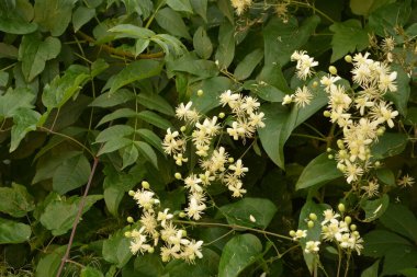 Clematis veya Clematis vitalba 'nın beyaz çiçekleri çalılıklarda yetişir. Clematis vitalba dalları, dalları ve kokulu beyaz çiçekleri olan tırmanan bir çalılıktır..