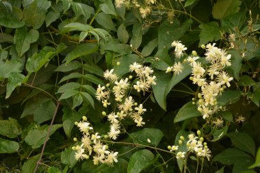 Clematis veya Clematis vitalba 'nın beyaz çiçekleri çalılıklarda yetişir. Clematis vitalba dalları, dalları ve kokulu beyaz çiçekleri olan tırmanan bir çalılıktır..