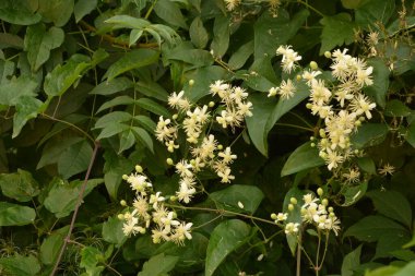 Clematis veya Clematis vitalba 'nın beyaz çiçekleri çalılıklarda yetişir. Clematis vitalba dalları, dalları ve kokulu beyaz çiçekleri olan tırmanan bir çalılıktır..