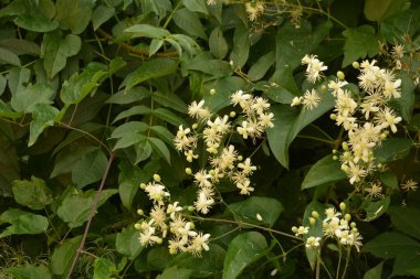 Clematis veya Clematis vitalba 'nın beyaz çiçekleri çalılıklarda yetişir. Clematis vitalba dalları, dalları ve kokulu beyaz çiçekleri olan tırmanan bir çalılıktır..