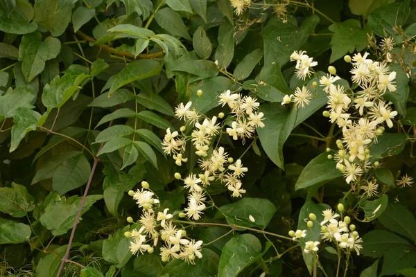 Flores Brancas Clematis Clematis Vitalba Arbusto Clematis Vitalba Arbusto Escalada — Fotografia de Stock