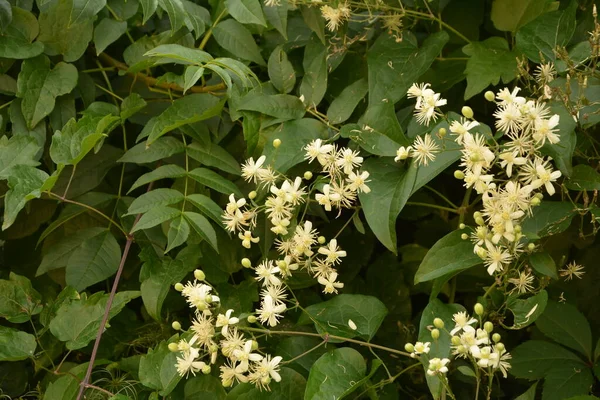 Bílé Květy Clematis Nebo Clematis Vitalba Keří Clematis Vitalba Horolezecký — Stock fotografie