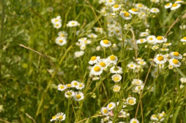 Karşınızda güzel bir Erigeron Annuus çiçek bahçesi. Erigeron Annuus subsp. Strigosus - Yazın vahşi bitki vuruşu.