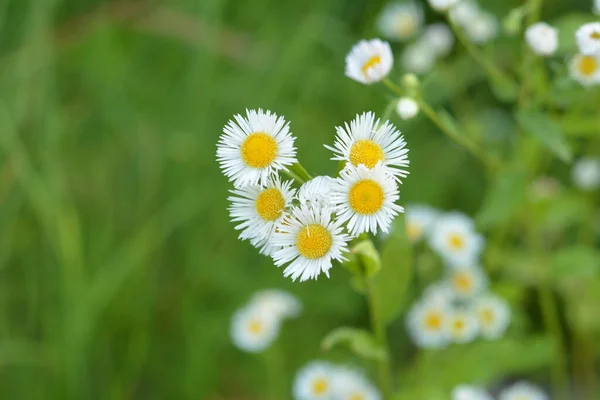 Presentiamo Bellissimo Erigeron Annuus Fiore Giardino Erigeron Annuus Subsp Strigoso — Foto Stock