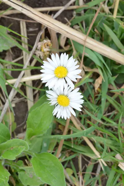 Apresentando Belo Jardim Flores Erigeron Annuus Erigeron Annuus Subsp Strigosus — Fotografia de Stock