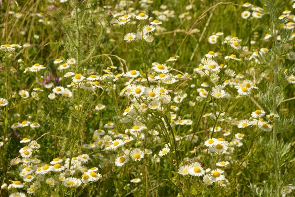 Bemutatva Egy Gyönyörű Erigériai Annuus Virágoskert Erigeron Annuus Subsp Strigosus — Stock Fotó