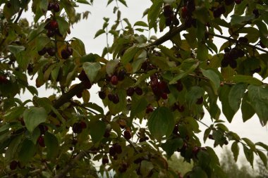 Olgun kırmızı kornelian kirazları sonbahar bahçesinde aynı zamanda kornişler ya da odun ağaçlarıdır. Dogwood meyveleri Cornelian Cherry Dogwood 'un dalında asılı.