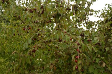Olgun kırmızı kornelian kirazları sonbahar bahçesinde aynı zamanda kornişler ya da odun ağaçlarıdır. Dogwood meyveleri Cornelian Cherry Dogwood 'un dalında asılı.