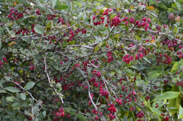 Barberry Berberis Vulgaris Şubesi Berberis Thunbergii Nin Renkli Doğal Kırmızı — Stok fotoğraf