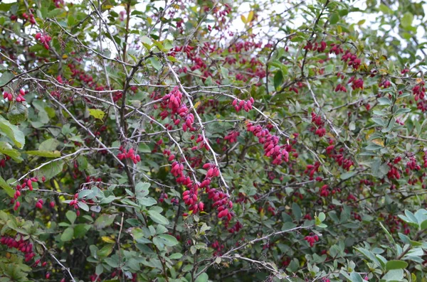バーバリー ベルベリス ヴァルガリス支部 秋にBerberis Thunbergii Latin Berberis Coronitaのカラフルな自然赤果実 — ストック写真