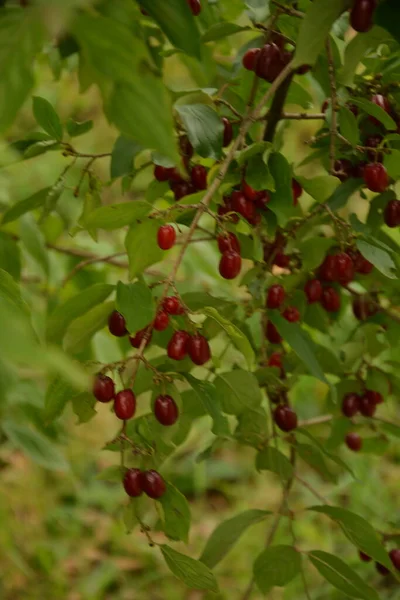 Ripe Red Cornelian Cherries Also Cornel Dogwood Autumn Garden Dogwood — Stock Photo, Image