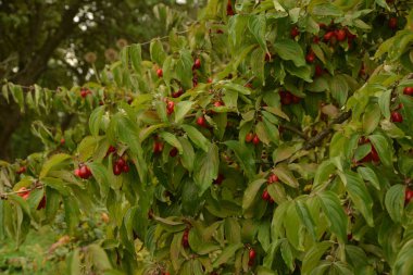 Olgun kırmızı kornelian kirazları sonbahar bahçesinde aynı zamanda kornişler ya da odun ağaçlarıdır. Dogwood meyveleri Cornelian Cherry Dogwood 'un dalında asılı.