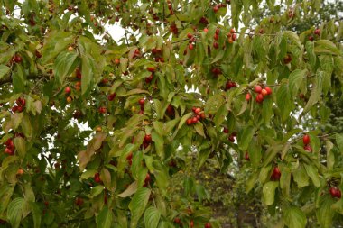 Olgun kırmızı kornelian kirazları sonbahar bahçesinde aynı zamanda kornişler ya da odun ağaçlarıdır. Dogwood meyveleri Cornelian Cherry Dogwood 'un dalında asılı.