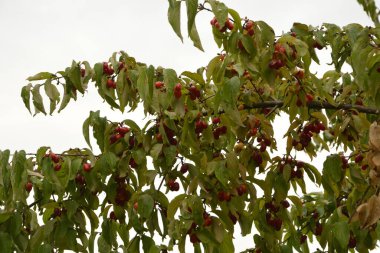 Olgun kırmızı kornelian kirazları sonbahar bahçesinde aynı zamanda kornişler ya da odun ağaçlarıdır. Dogwood meyveleri Cornelian Cherry Dogwood 'un dalında asılı.